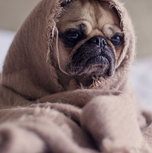 Meet your Posher, Ann